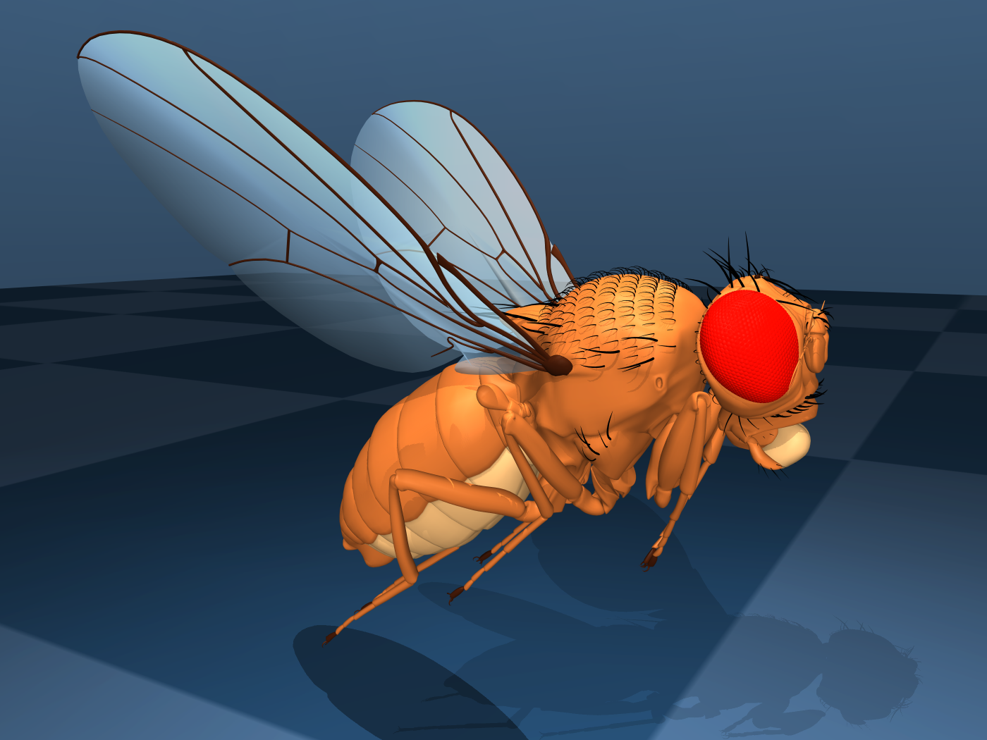 ../_images/fruitfly.png